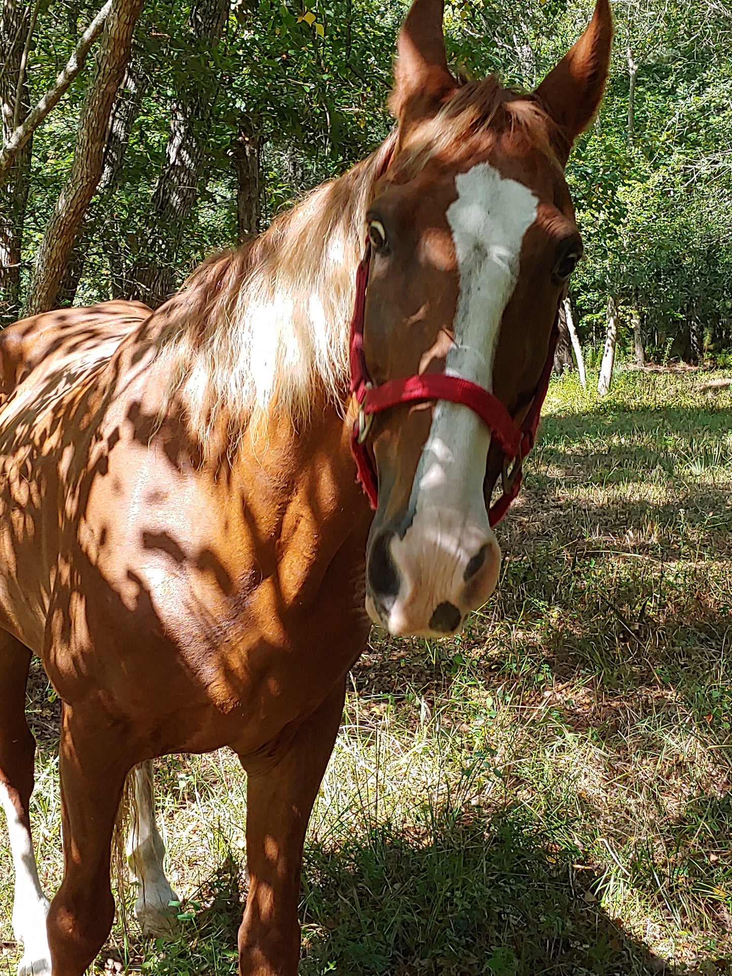 Heart Horse - wooden statue