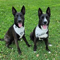 Bandanas - Personalized